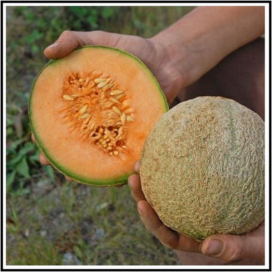 CANTALOUPE - HEIRLOOM - DELICIOUS 51 SEEDS