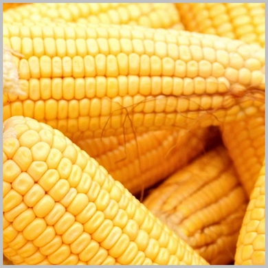 Sold by the Pound Hickory King Yellow Corn Seed