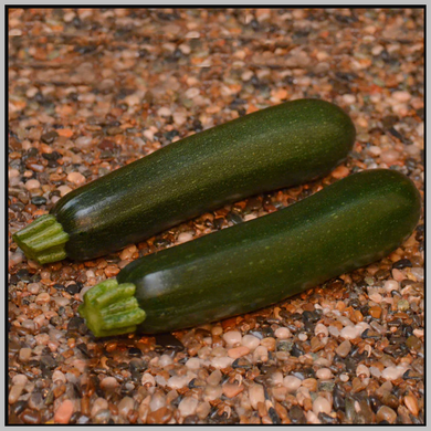 Respect F1 Zucchini Squash Seed Sold Per M