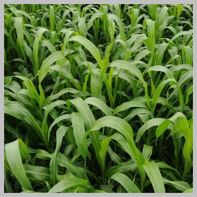 Sorghum Sudan Sugar Grazer II Seed 50#