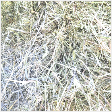 Timothy Orchardgrass Square Bale Hay