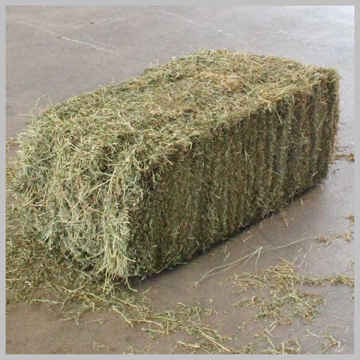 Hay - Alfalfa Bale