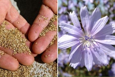 Chicory Seed Sold by the pound