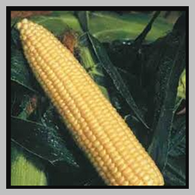 Load image into Gallery viewer, Sweet Corn Golden Queen Yellow Sold by the Pound