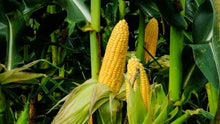 Load image into Gallery viewer, Sweet Corn Golden Queen Yellow Sold by the Pound