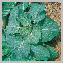 Sold by the Pound Georgia Collards