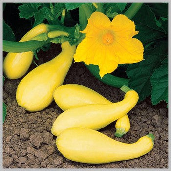 Gentry Squash (1M)