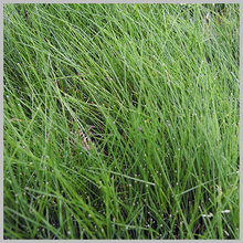 Load image into Gallery viewer, Hard Fescue 50 Pound Bag