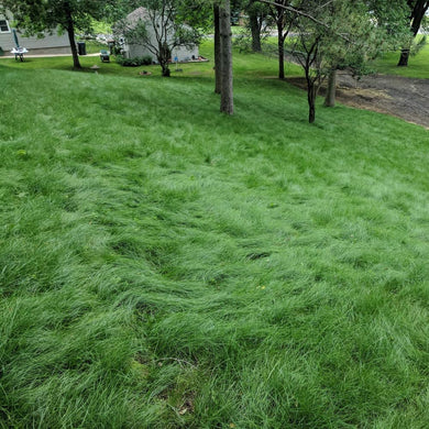 Hard Fescue 50 Pound Bag