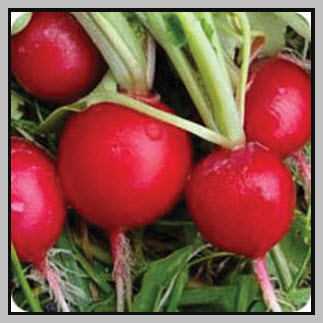 Radish Early Scarlett Globe Sold per Ounce