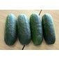 Cucumber Maxi Pack