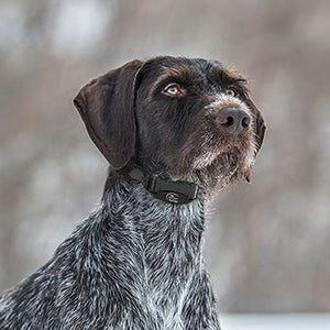 Bark Control Collar