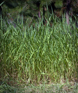 Reed Canarygrass 50 lb