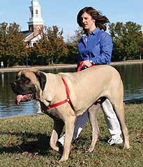 Dog Harness Adjustable XL Red