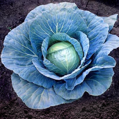 Grand Vantage Cabbage