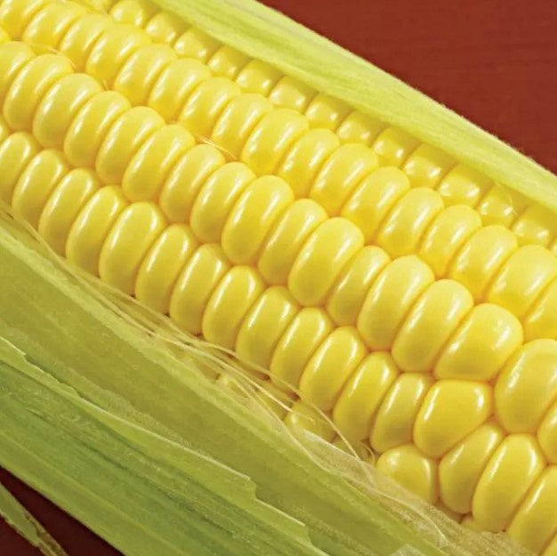 Sweet Corn Bodacious (Yellow) Sold by the Pound