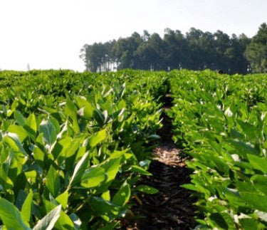 Soybeans Cheraw Gly Tolerant