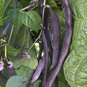 Sold by the Pound Louisiana Purple Pod Pole Bean