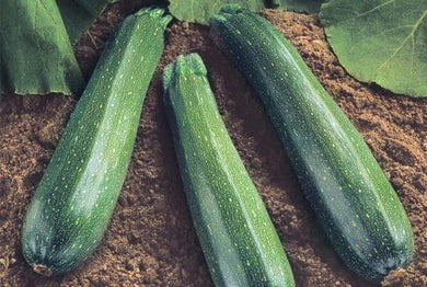 Spineless Supreme Zucchini (per thousand)