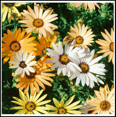 AFRICAN DAISY- Mixed