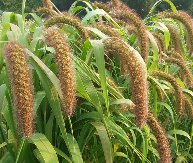 Foxtail Millet Golden German