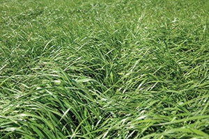 Marshall Ryegrass – Agcare Products