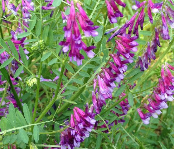 Vetch Hairy Seed 50# bag