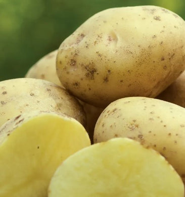 Potato Seed Yukon Gold