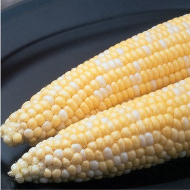 Sweet Corn Ambrosia Bicolor Sold Per Pound