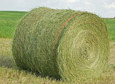 Hay Round Bale