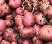 Potato Seed Red LaSoda