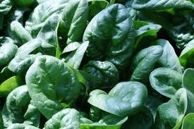 Bloomsdale Long Stand Spinach Sold by the Ounce