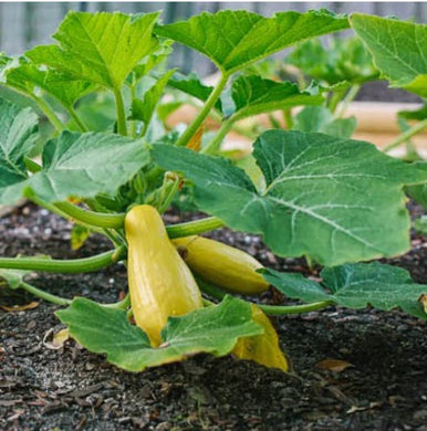 Early Squash Straight Neck Sold by the Ounce