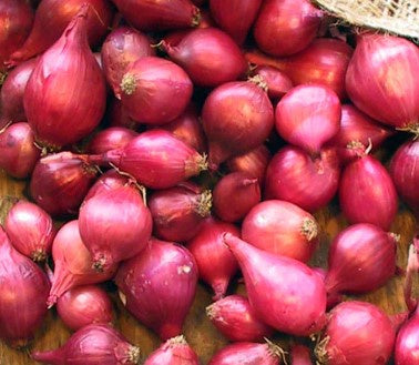 Onion Sets Red Purple (sold per pound)