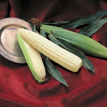 Sweet Corn Silver Queen White Sold by the Pound