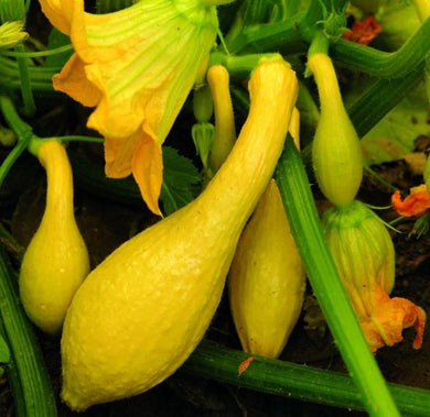 Sold by the Pound Golden Summer Crookneck Squash