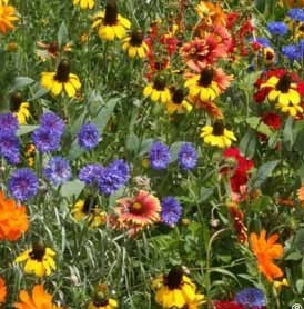 Perennial and Annual Wildflower Mix