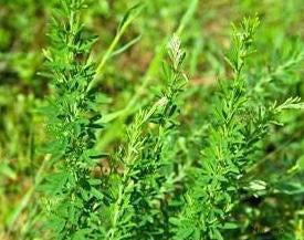 Sericea Lespedeza  50#