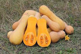 Butternut Squash Quantum 100 seeds