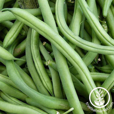 Bean Topcrop - Bush Green