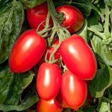 Plum Crimson Tomato Seed 1M