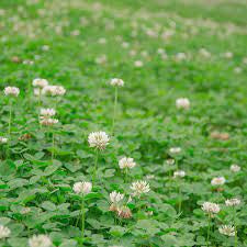 Clover Dutch White by the pound