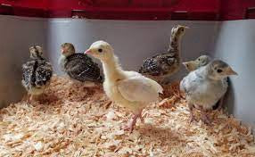 Turkey Poults