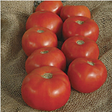 Mtn Majesty Tomato Seed 1M