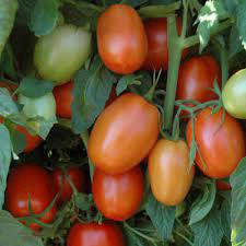 Plum Regal Tomato Seed 1M